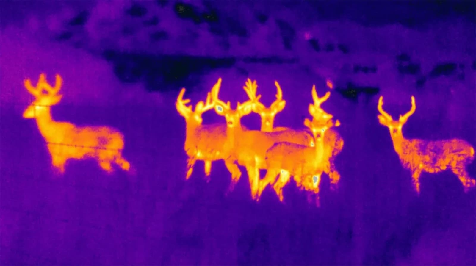 Aerial Wildlife Intelligence — AES drone in action